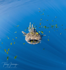 Shark approaching by Tracey Jennings 